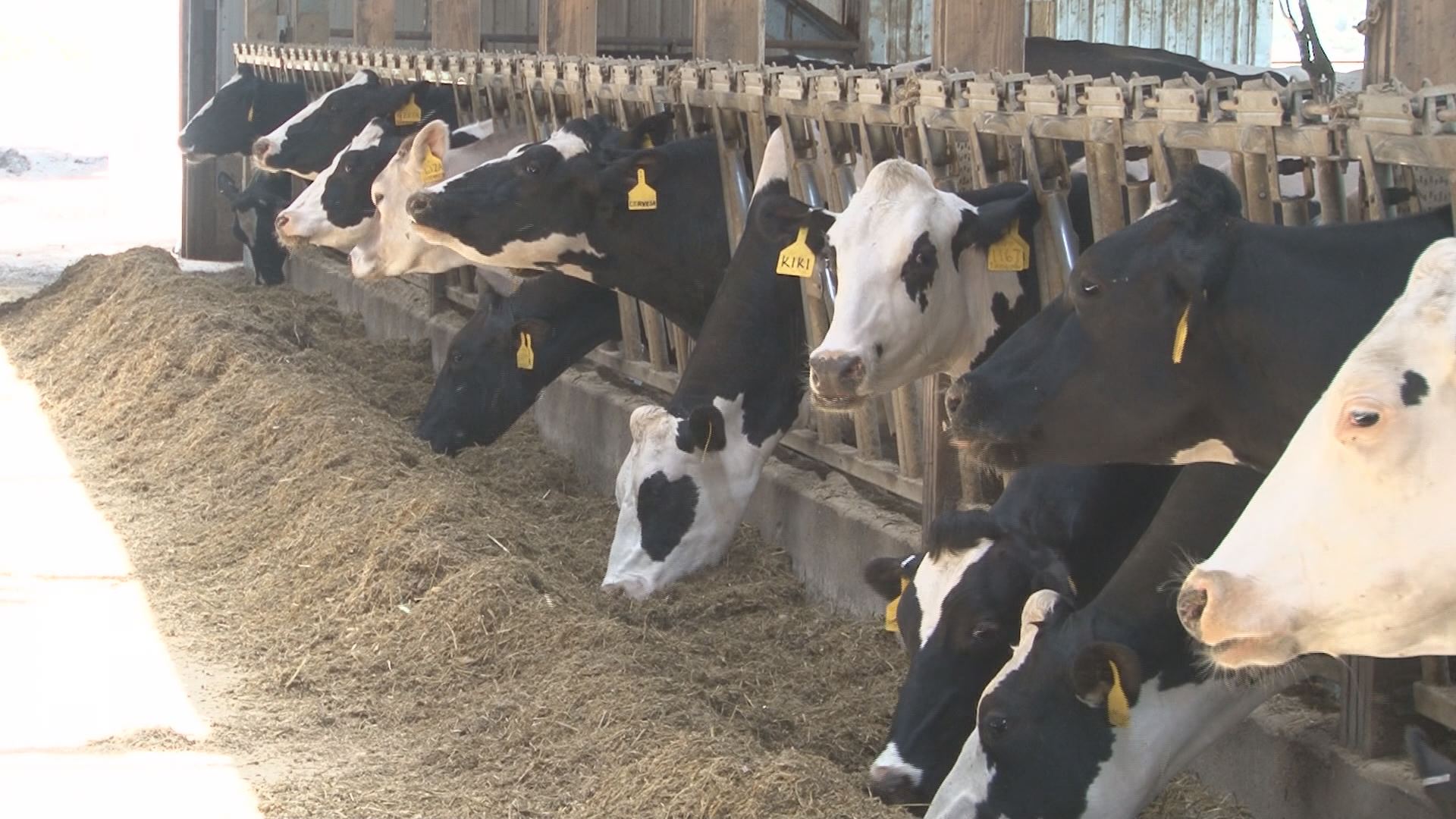 19 Minnesota dairy farms affected by USCanada trade dispute
